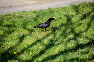 black rook on the meadow