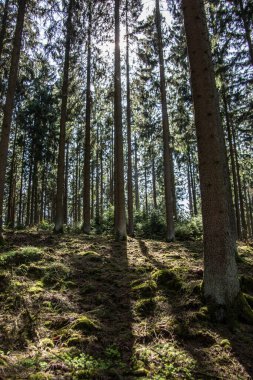 Kozalaklı güneşte ıslanmış bahar ormanı