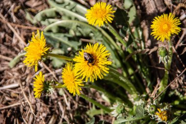Karahindiba çiçekleri böcekler tarafından ziyaret edilir.