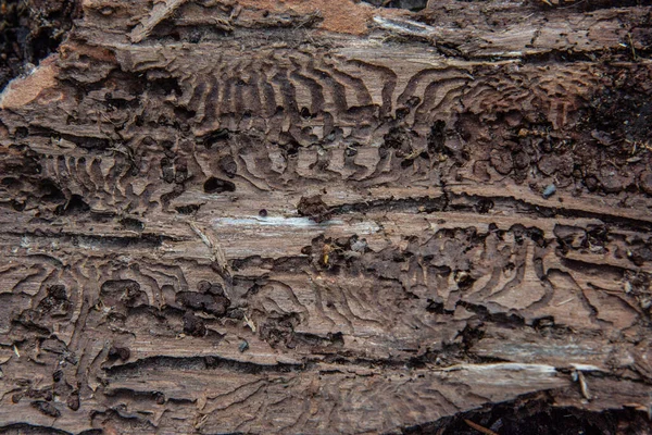 树皮带有树皮甲虫觅食痕迹 — 图库照片