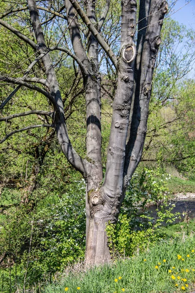 Ağır Dallı Gövdeli Bir Ağaç — Stok fotoğraf
