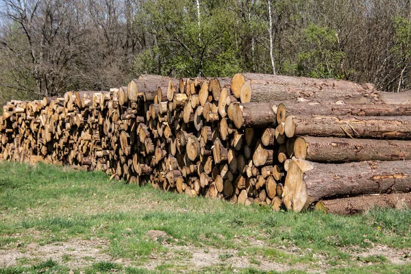 Tree Trunks Piled Forest — Stock Photo, Image