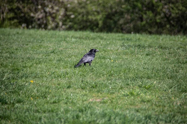 Tour Noire Sur Prairie — Photo