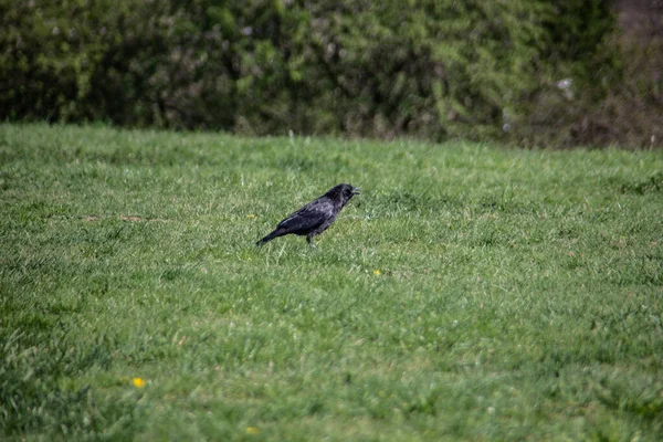 Tour Noire Sur Prairie — Photo