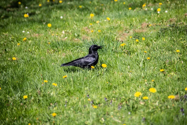 Black Rook Meadow — Stok fotoğraf