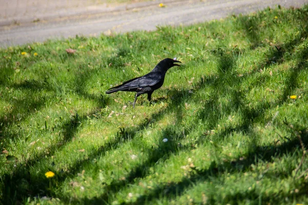 Black Rook Meadow — Stok fotoğraf