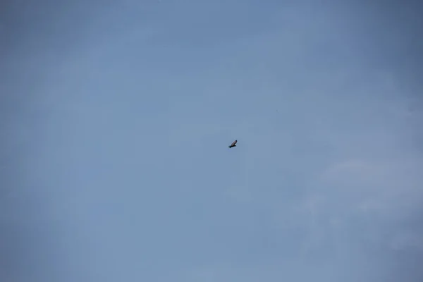 Roofvogel Cirkels Wolkenloze Lucht — Stockfoto