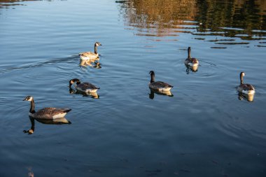 Beyaz Kuğu gölette yüzer