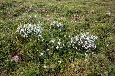 Çayırda kar damlaları açar.