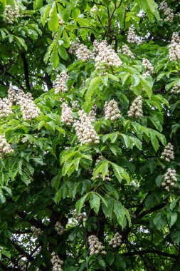 Kestane ağacı çiçek açmış. Dik bir cilt bakımıyla.