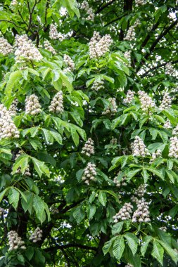 Kestane ağacı çiçek açmış. Dik bir cilt bakımıyla.