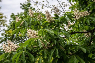 Kestane ağacı çiçek açmış. Dik bir cilt bakımıyla.