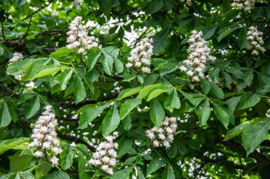 Kestane ağacı çiçek açmış. Dik bir cilt bakımıyla.