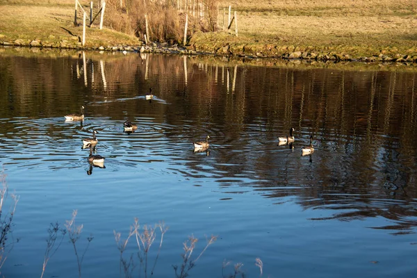 White Swan Swims Pond — Stock Photo, Image