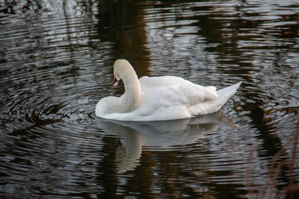 White Swan Swims Pond — Stock Photo, Image