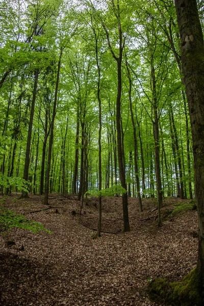 Árvores Floresta Com Início Folhagem — Fotografia de Stock