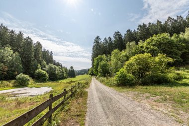 Rahatlamak için patikaları ve ağaçları olan orman