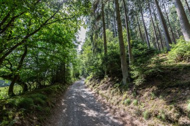 Rahatlamak için patikaları ve ağaçları olan orman
