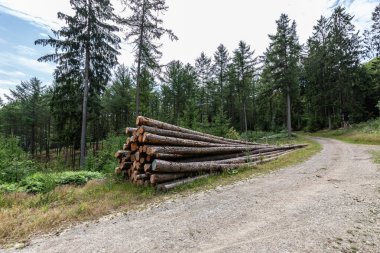 Rahatlamak için patikaları ve ağaçları olan orman