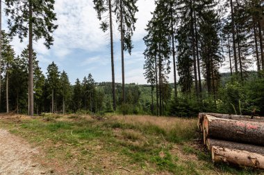Rahatlamak için patikaları ve ağaçları olan orman