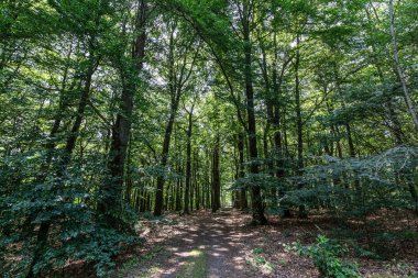 Rahatlamak için patikaları ve ağaçları olan orman