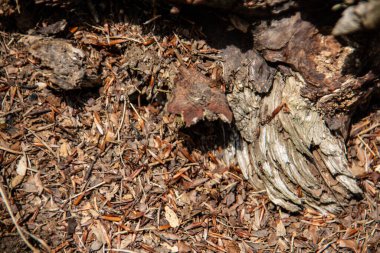 Ormandaki kahverengi çam iğnelerinden karınca yuvası