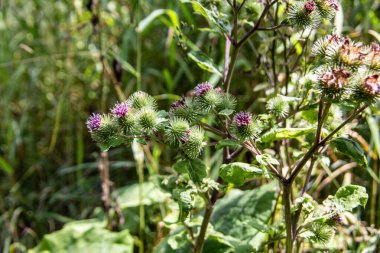 Ormanın kenarında çekirdekleri olan cırt cırtlı bitkiler