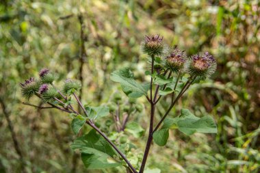 Ormanın kenarında çekirdekleri olan cırt cırtlı bitkiler