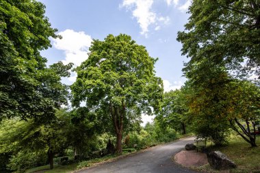 Eğlence için patikaları ve ağaçları olan orman
