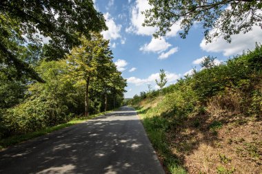 Eğlence için patikaları ve ağaçları olan orman