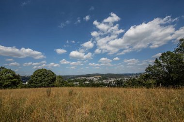Eğlence için patikaları ve ağaçları olan orman