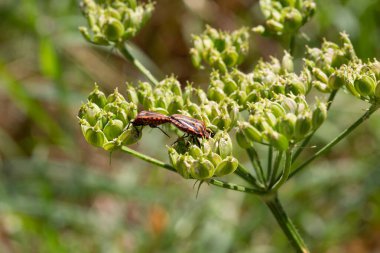 Sütunlarda sürünen çizgili böcekler