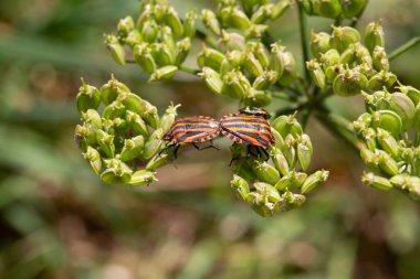 Sütunlarda sürünen çizgili böcekler