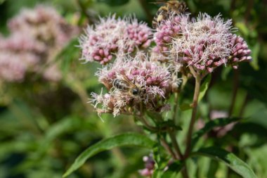 Arılar umbellerde nektar emerler.