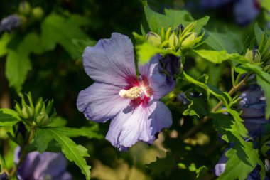 Yeşil çalılıklarda mavi yosun