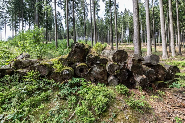 Hutan Dengan Jalan Dan Pohon Untuk Bersantai — Stok Foto