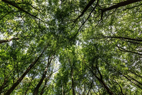 Floresta Com Caminhos Árvores Para Relaxamento — Fotografia de Stock