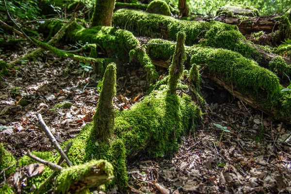 Piso Florestal Com Troncos Árvores Cobertos Musgo — Fotografia de Stock