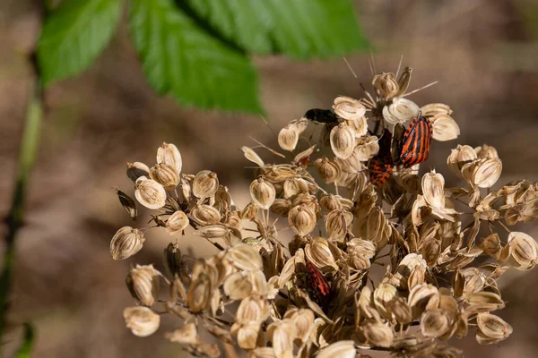 Striped Bugs Crawling Umbels — Stock Photo, Image