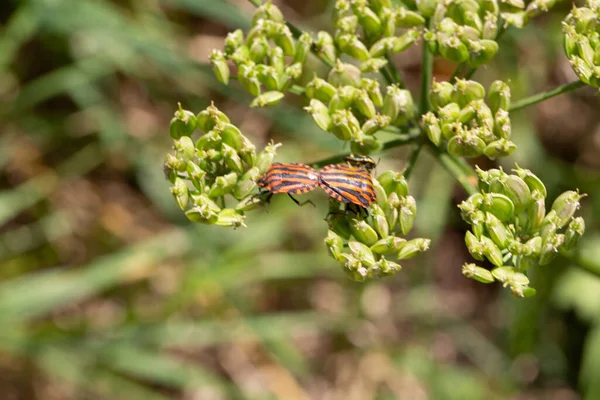 Striped Bugs Crawling Umbels — Stock Photo, Image