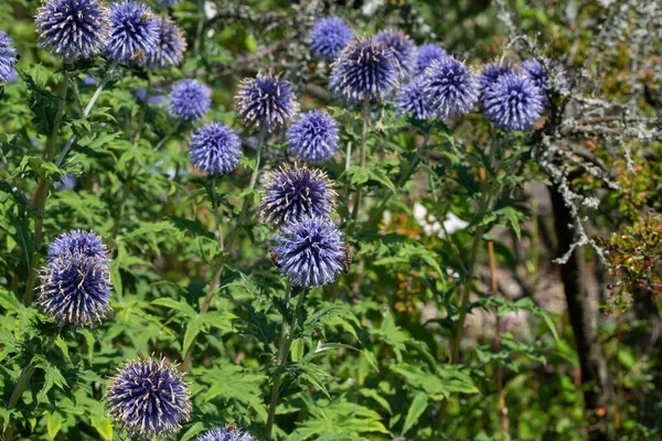 Flores Azuis Cardo Bola Prado — Fotografia de Stock