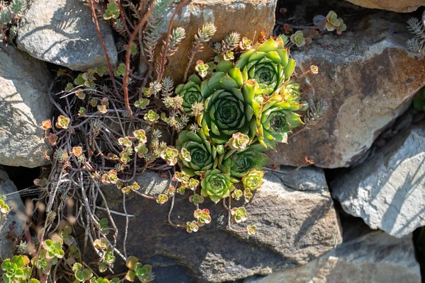 Droge Stenen Muur Met Houselekplanten — Stockfoto