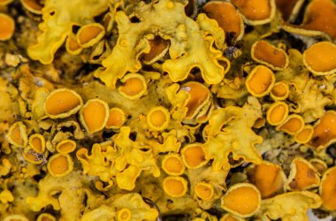 Dal üzerinde sarı kupa liken