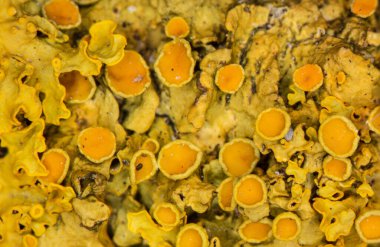 Dal üzerinde sarı kupa liken