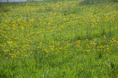 Çimenleri ve karahindibaları olan çiçek çayırları
