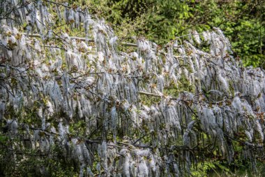 Çiçek açan ve filizlenen söğütler ormanın kenarında