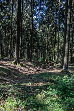 Ağaçların arasında bahar ormanı