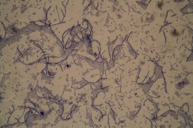 Mikroskop altında çubuk şekilli bakteri 400x