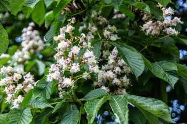 Kestane ağacı çiçek açmış. Dik bir cilt bakımıyla.