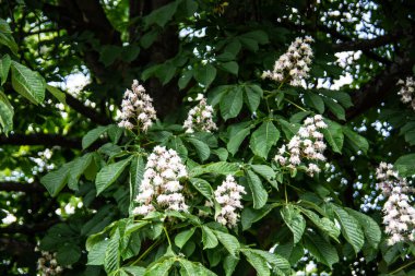 Kestane ağacı çiçek açmış. Dik bir cilt bakımıyla.